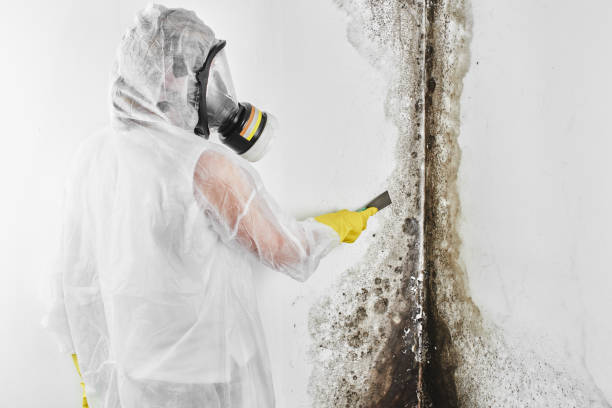 Best Mold Removal Near Me  in Glenrock, WY