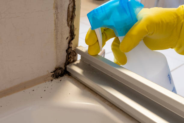 Best Home Mold Removal  in Glenrock, WY