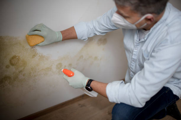 Best Mold Removal Near Me  in Glenrock, WY