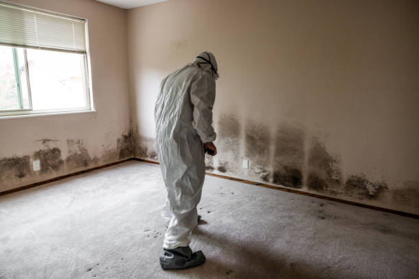 Best Mold Removal Specialists  in Glenrock, WY