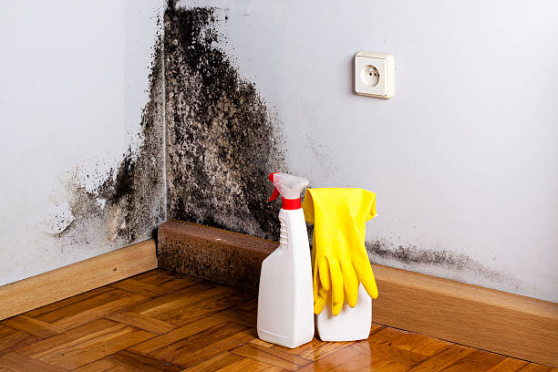 Best Certified Mold Removal  in Glenrock, WY