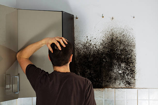 Best Toxic Mold Removal  in Glenrock, WY