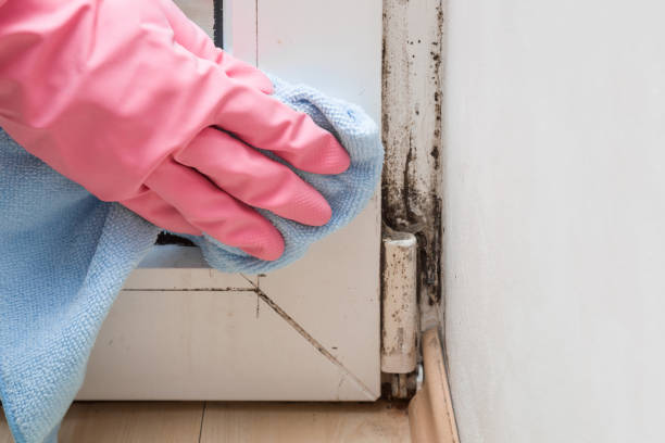 Best Emergency Mold Removal  in Glenrock, WY