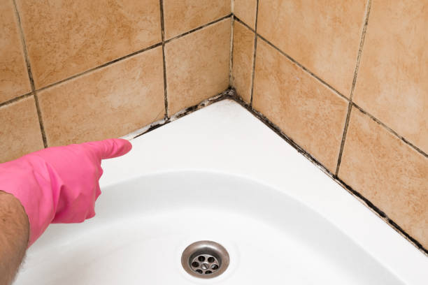 Best Mold Removal Process  in Glenrock, WY